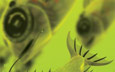 radioactive fish