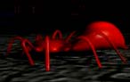 spiders